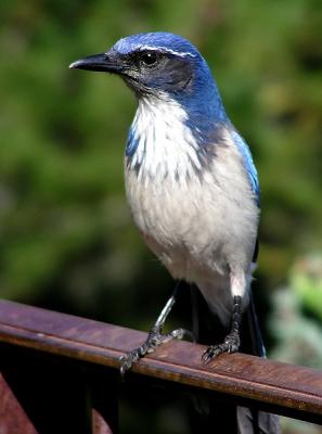 scrub jay nepenthe 3.jpg