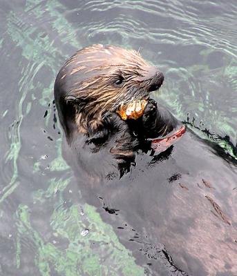 sea otters 3.jpg