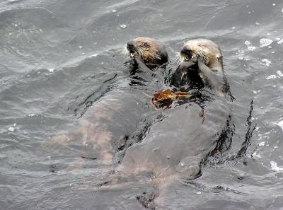 sea otters 6.jpg