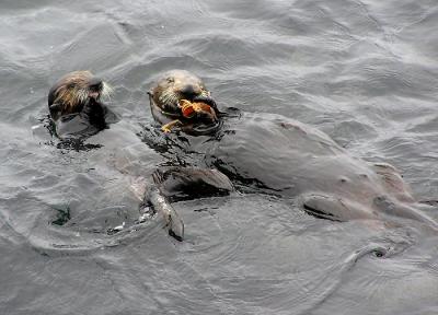 sea otters 7.jpg