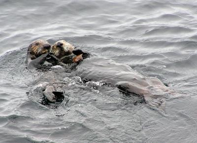 sea otters 8.jpg