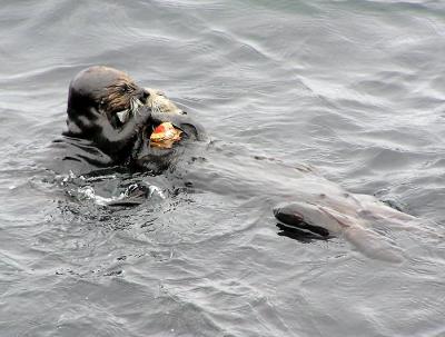 sea otters 9.jpg