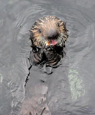 sea otters 11.jpg