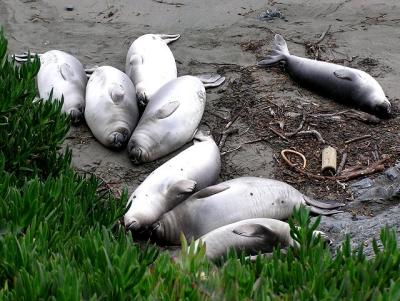 elephant_seals_at_san_simeon