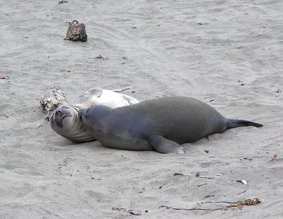 u42/lesliej/medium/27253191.elephantsealsmomandbaby.jpg