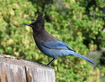 stellers_jays_big_sur