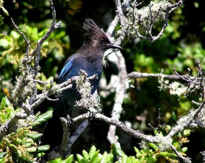 u42/lesliej/medium/27294493.stellersjay8.jpg