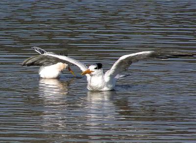 royal_terns