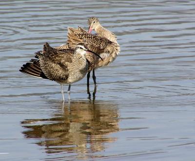 whimbrel
