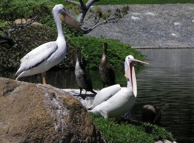 white_pelican_juveniles_japanese_garden