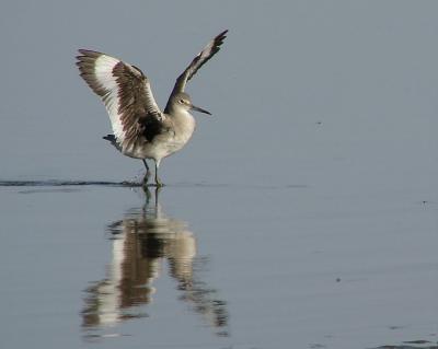 willet wings.jpg