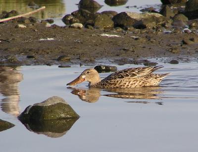 northern shoveler female.jpg