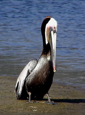 brown pelican 2.jpg
