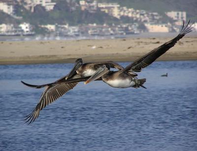brown pelicans in flight.jpg