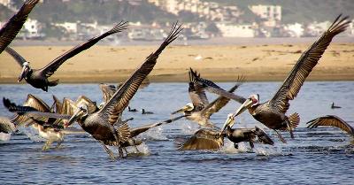 brown pelicans in flight 2.jpg