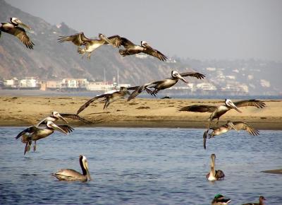 brown pelicans in flight 3.jpg