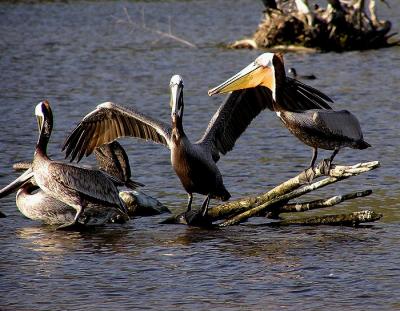 brown_pelicans_fighting_for_prime_perch
