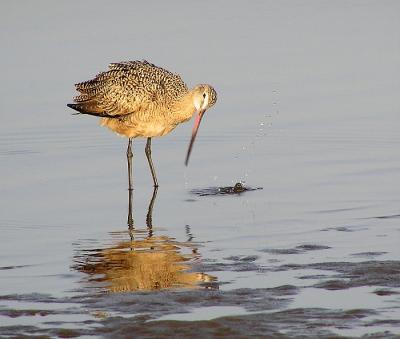 marbled godwit water drops.jpg