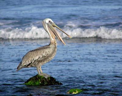 brown_pelicans_malibu_sept_04