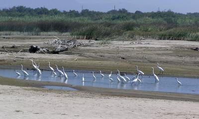 egret_feeding_frenzy