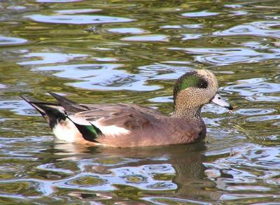 u42/lesliej/medium/34231433.americanwigeon2.jpg