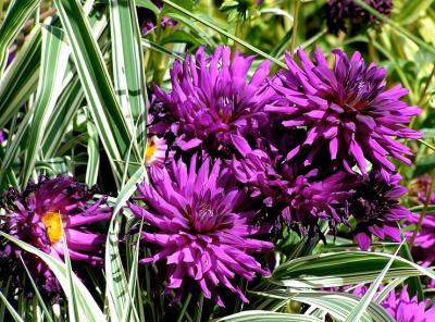u42/lesliej/medium/34294072.dahlias2.jpg