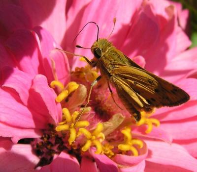 skipper on zinniadg.jpg