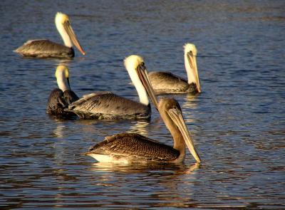 brown_pelicans_malibu__sept_04