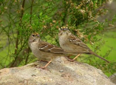 gc sparrows.jpg