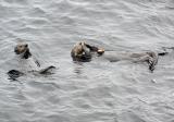 sea otters 2.jpg