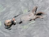 sea otters 4.jpg