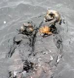 sea otters 10.jpg