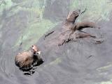 sea otters 12.jpg