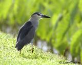 Black-crowned Night Heron