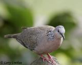 Spotted Dove