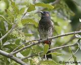 Red-vented Bulbul