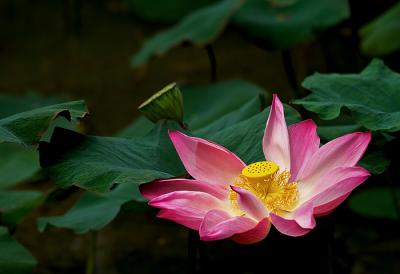 Lotus Posture