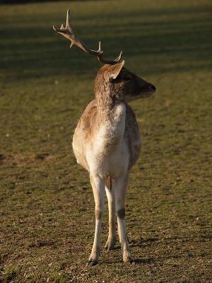 Cerf de la tte d'or