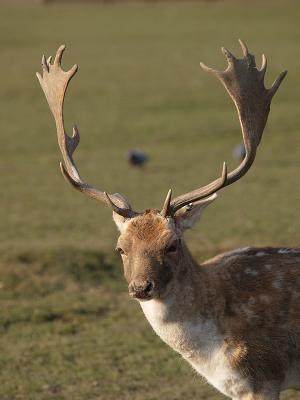 Cerf de la tte d'or