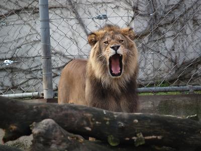 Lion de la tte d'or