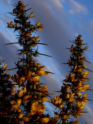 Gorse1.JPG