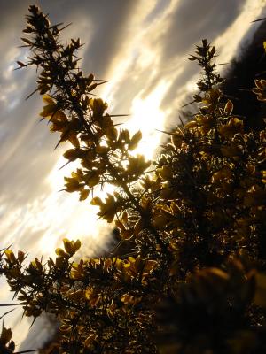 Gorse2.JPG