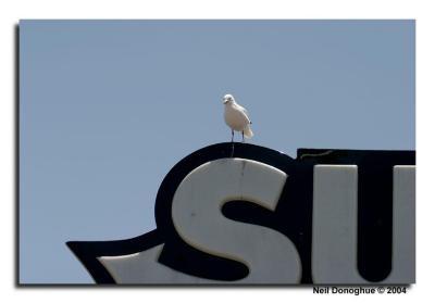 Seagull