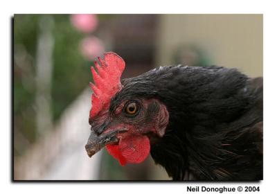 What's the matter: Chicken?!