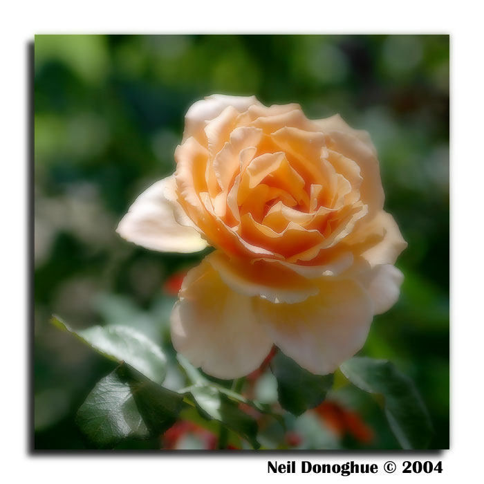 Orange Flower