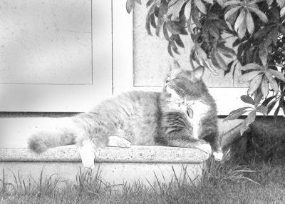 Kitty - Sketched