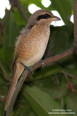 Brown Shrike 

Scientific name - Lanius cristatus 

Habitat - Common in all habitats at all elevations. 
