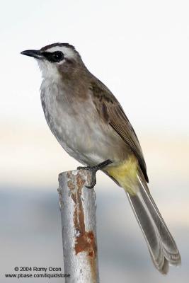 Yellow-vented Bulbul 

Scientific name: Pycnonotus goiavier 
Habitat: Common in gardens, urban areas and grasslands but not in mature forests. 

