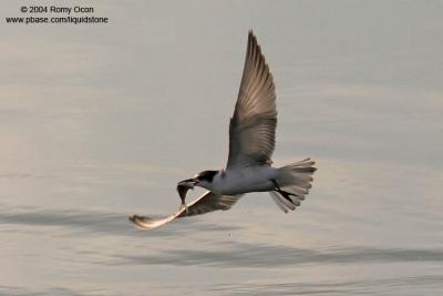 Whiskered Tern 

Scientific name: Chlidonias hybridus 

Habitat: Bays, tidal flats to ricefields. 

