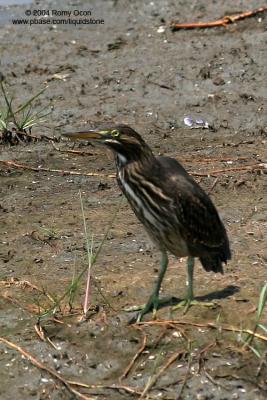 Little Heron 

Scientific name - Butorides striatus 

Habitat - Common, in exposed coral reefs, tidal flats, mangroves, fishponds and streams. 

